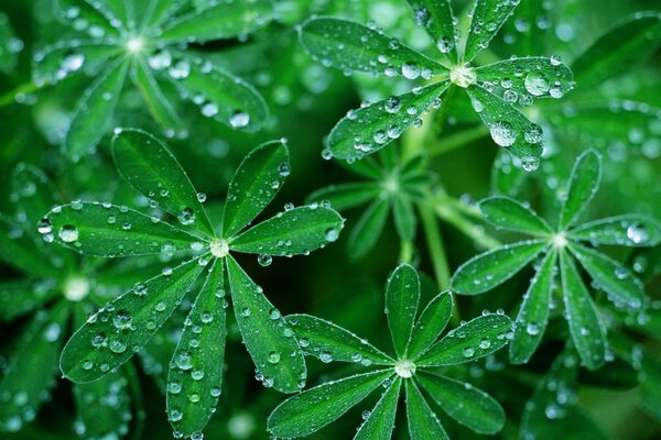 Paraguas verdes con gotas de rocío