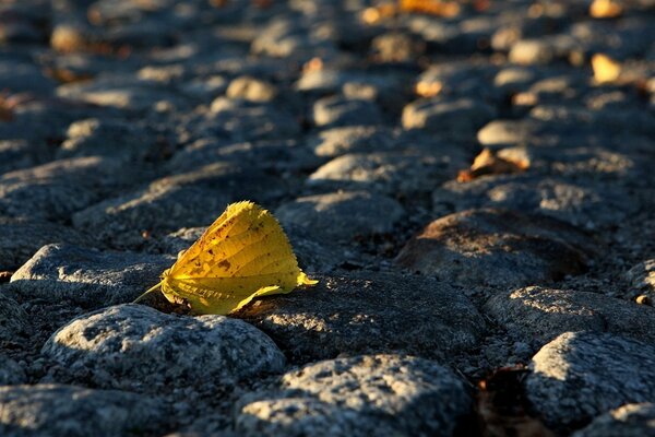 Foglia d autunno gialla sul terreno