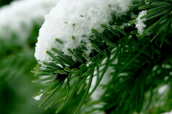 Nadelbaum verschneiten Wald Makroaufnahme