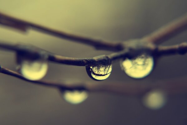 Gotas de lluvia en ramas desnudas