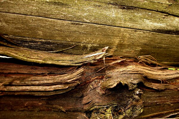 Fibras de madera a escala aproximada