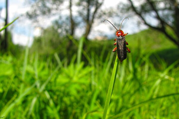 Lo scarabeo striscia sull erba verso il cielo. Macro