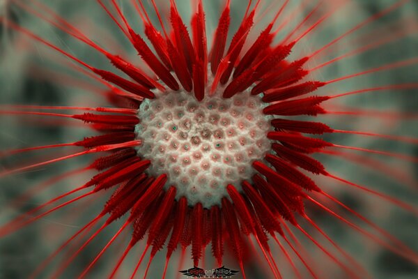 Dandelion, in the form of a lion heart