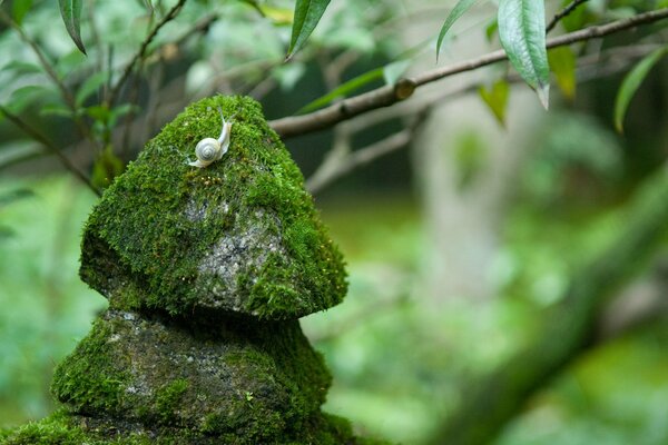 Snail on the rocks, covered with moss