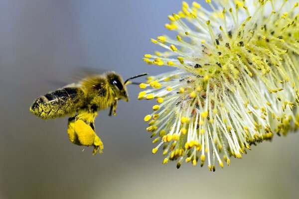 A bee collecting nectar from a flower