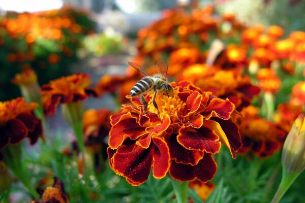 Psela collecting pollen from a red flower