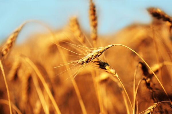 Spiga in un campo di grano spiga