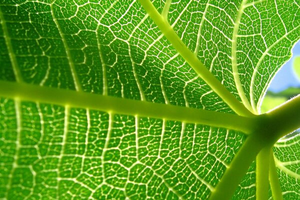 Fotos von Pflanzen. Grünes Blatt mit Adern
