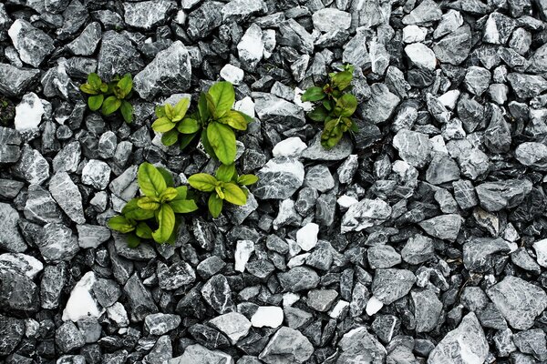 Hojas verdes brotaron a través de las piedras