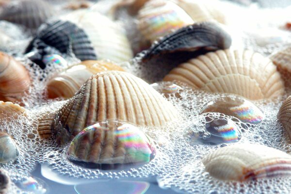 Different seashells in foam water