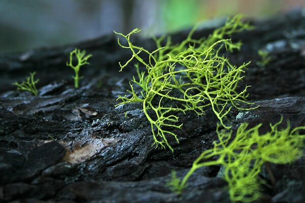 Musgo verde en el tronco del árbol