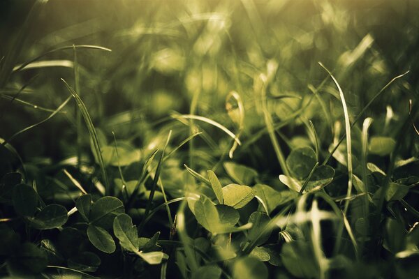 La natura sotto forma di erba su cui cade la luce