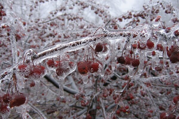 Cherry clusters frozen in ice