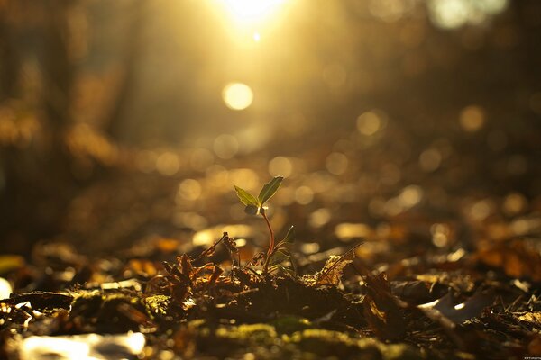 Der Spross bricht im Herbst aus dem Boden ins Licht