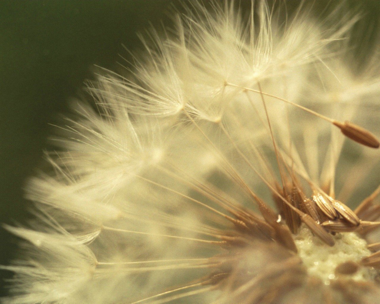 diente de león macro