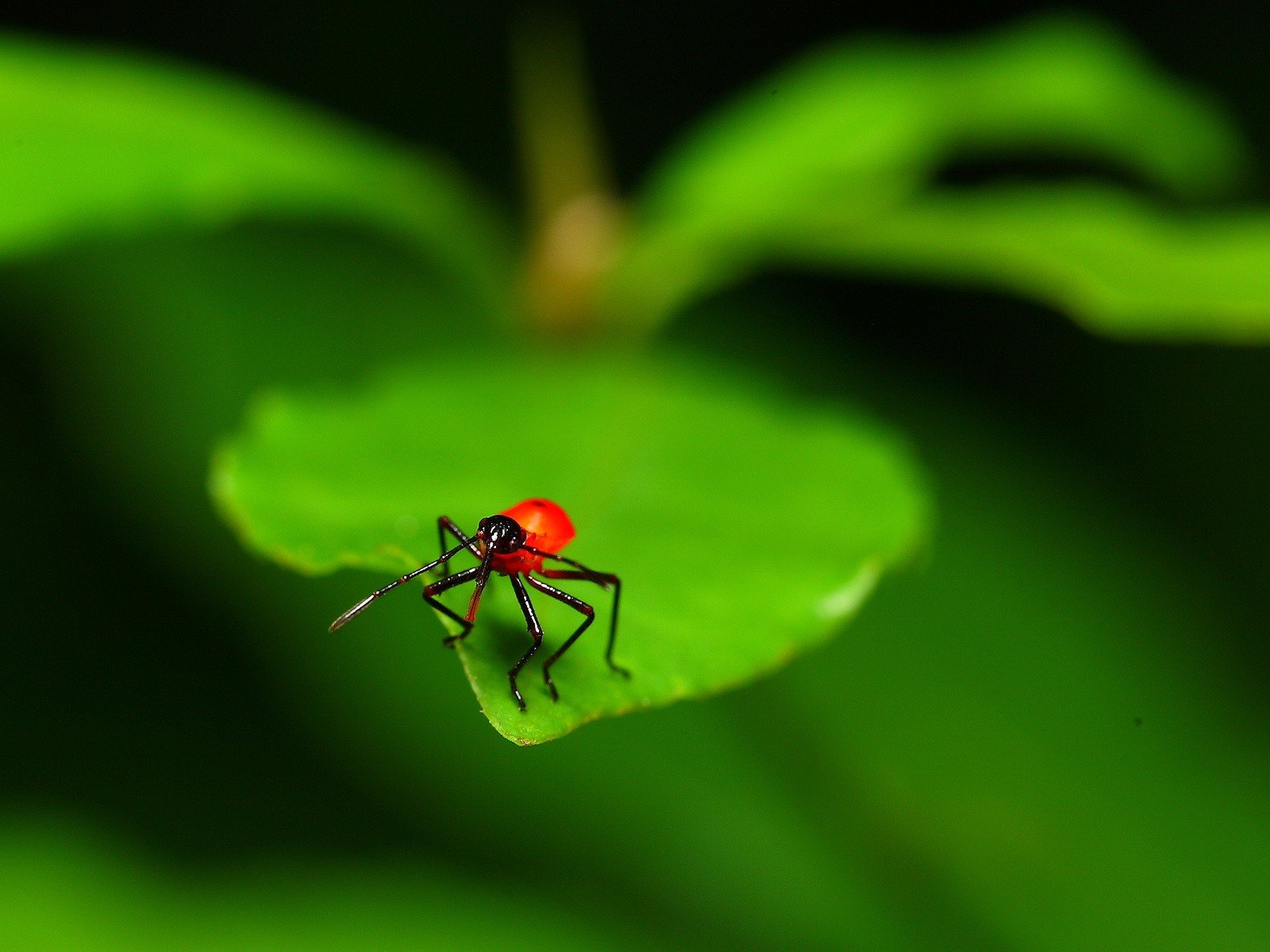 macro hoja insecto