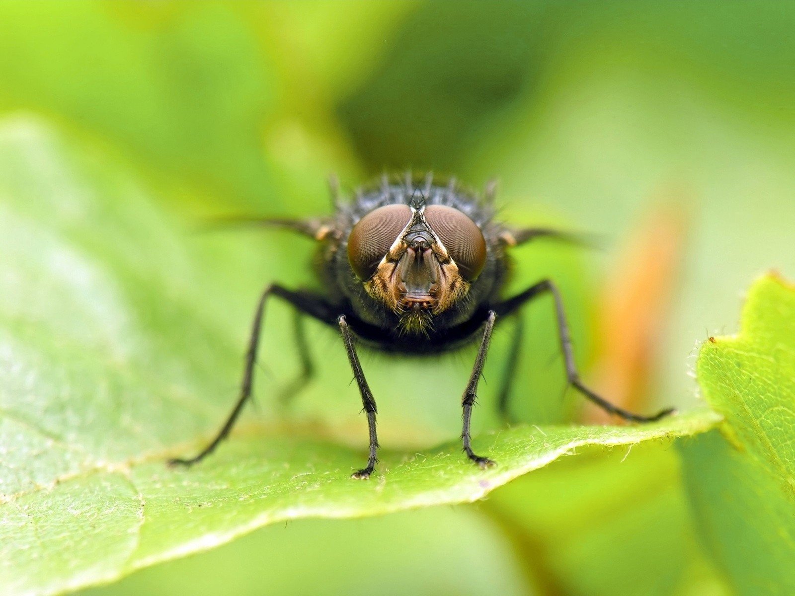 mosca foglia verde