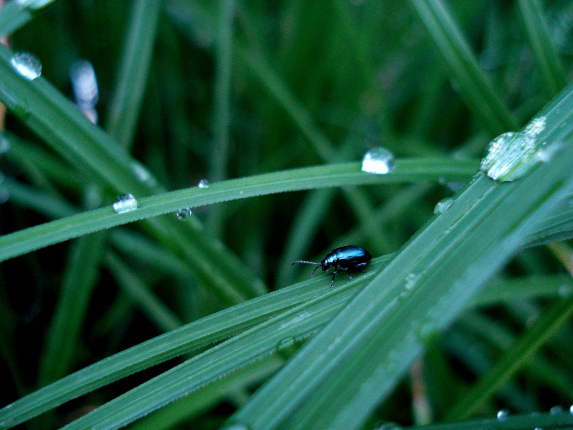 beetle grass drop