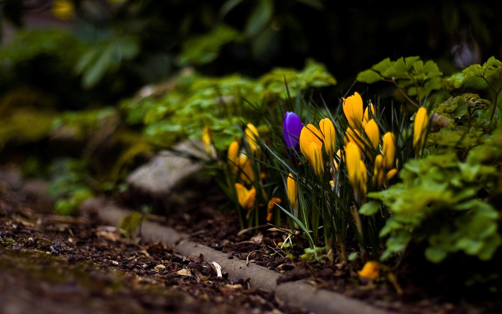 macro flores