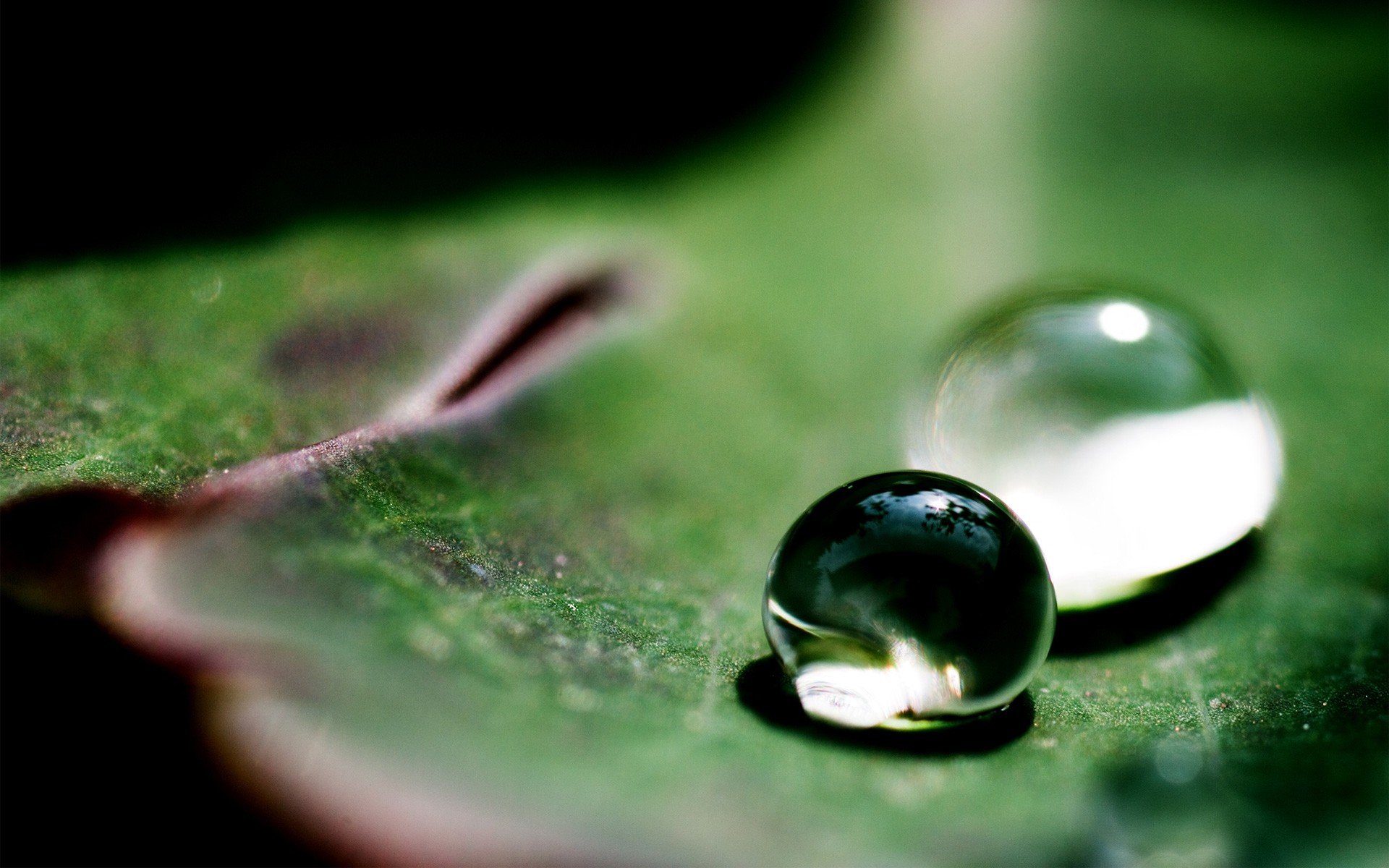 feuille vert gouttes