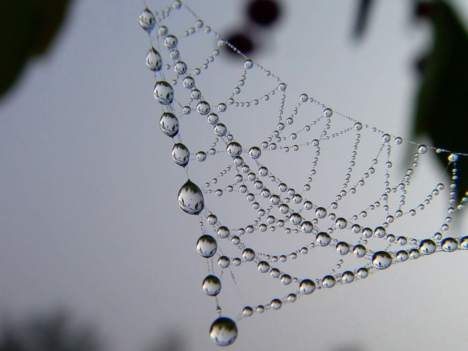 gotas telarañas patrón