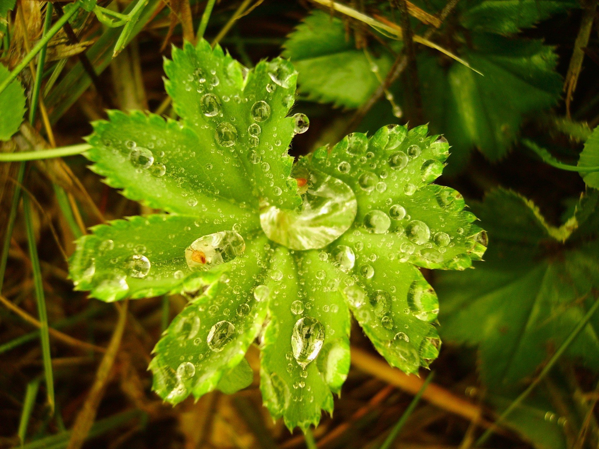 gocce foglia rugiada verde