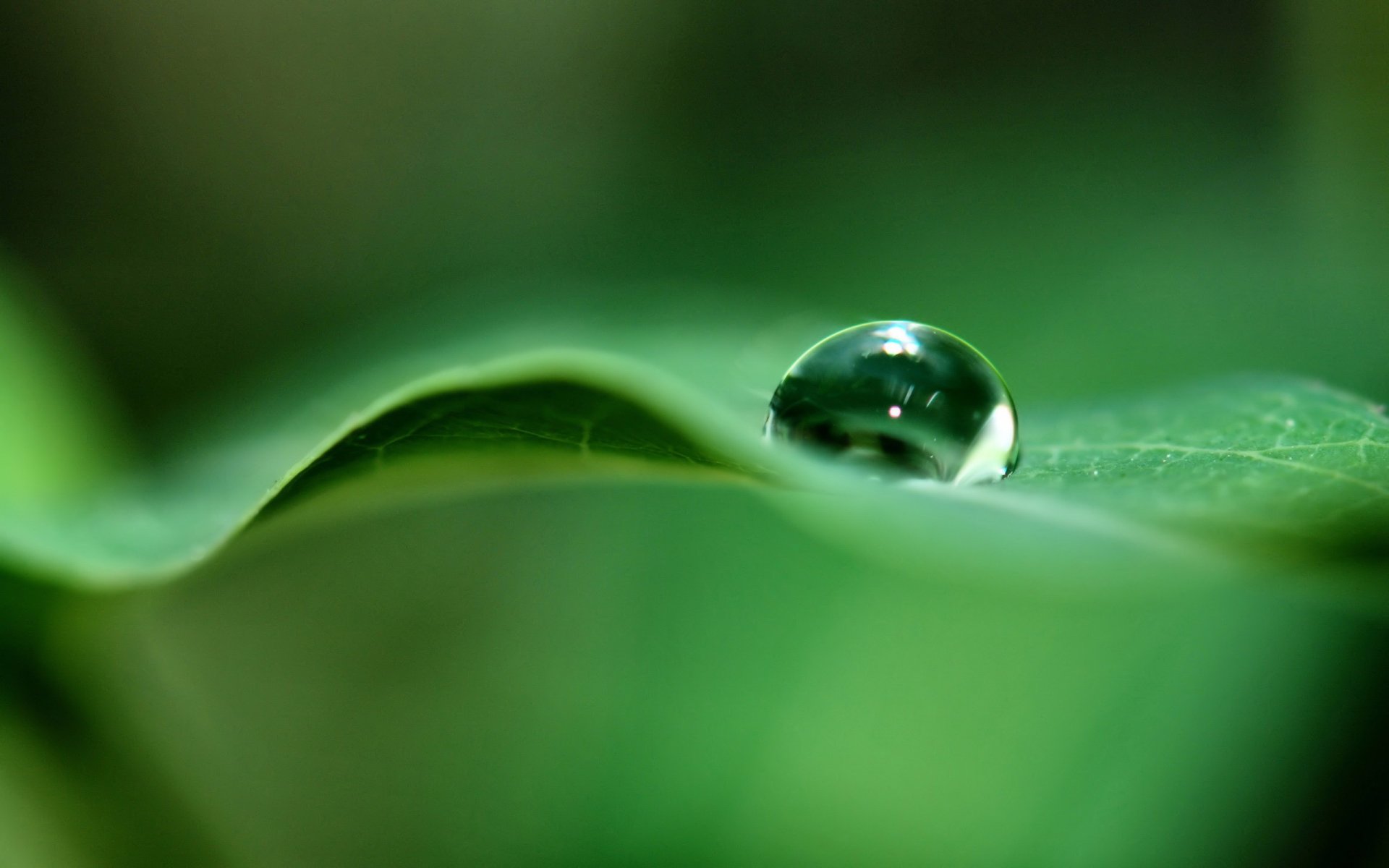 foglia goccia verde