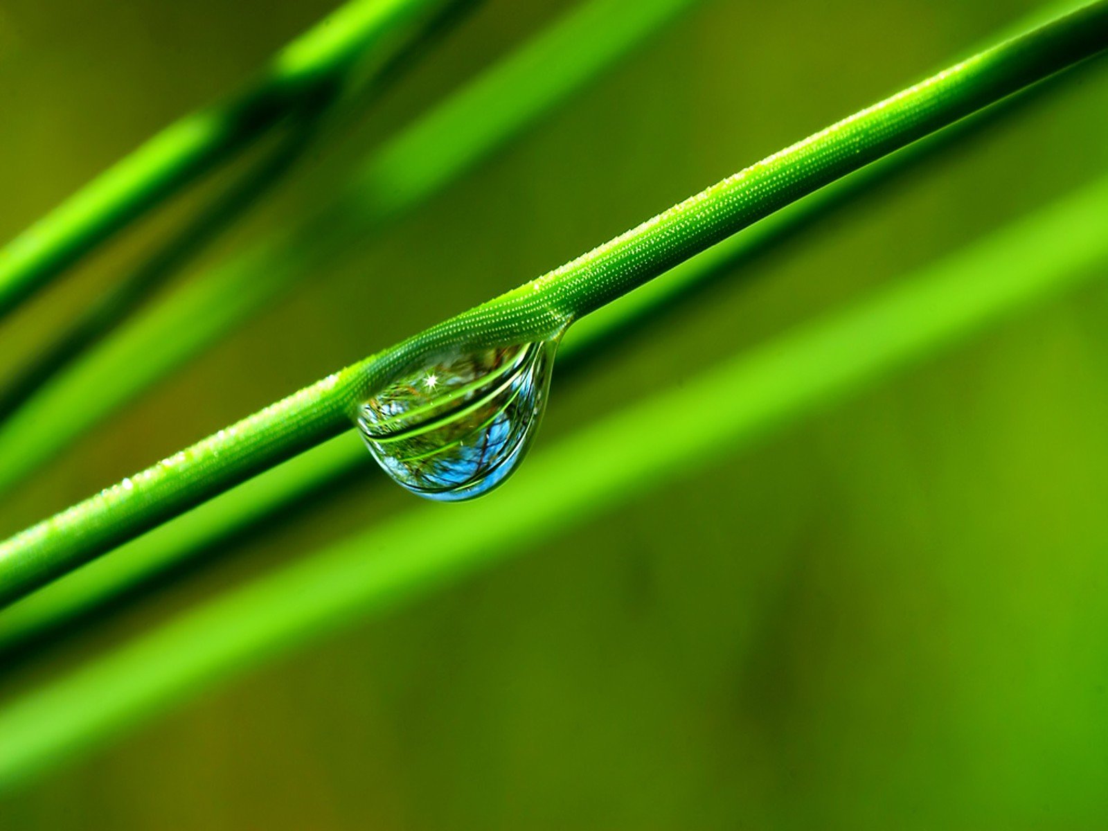 erba goccia verde riflessione