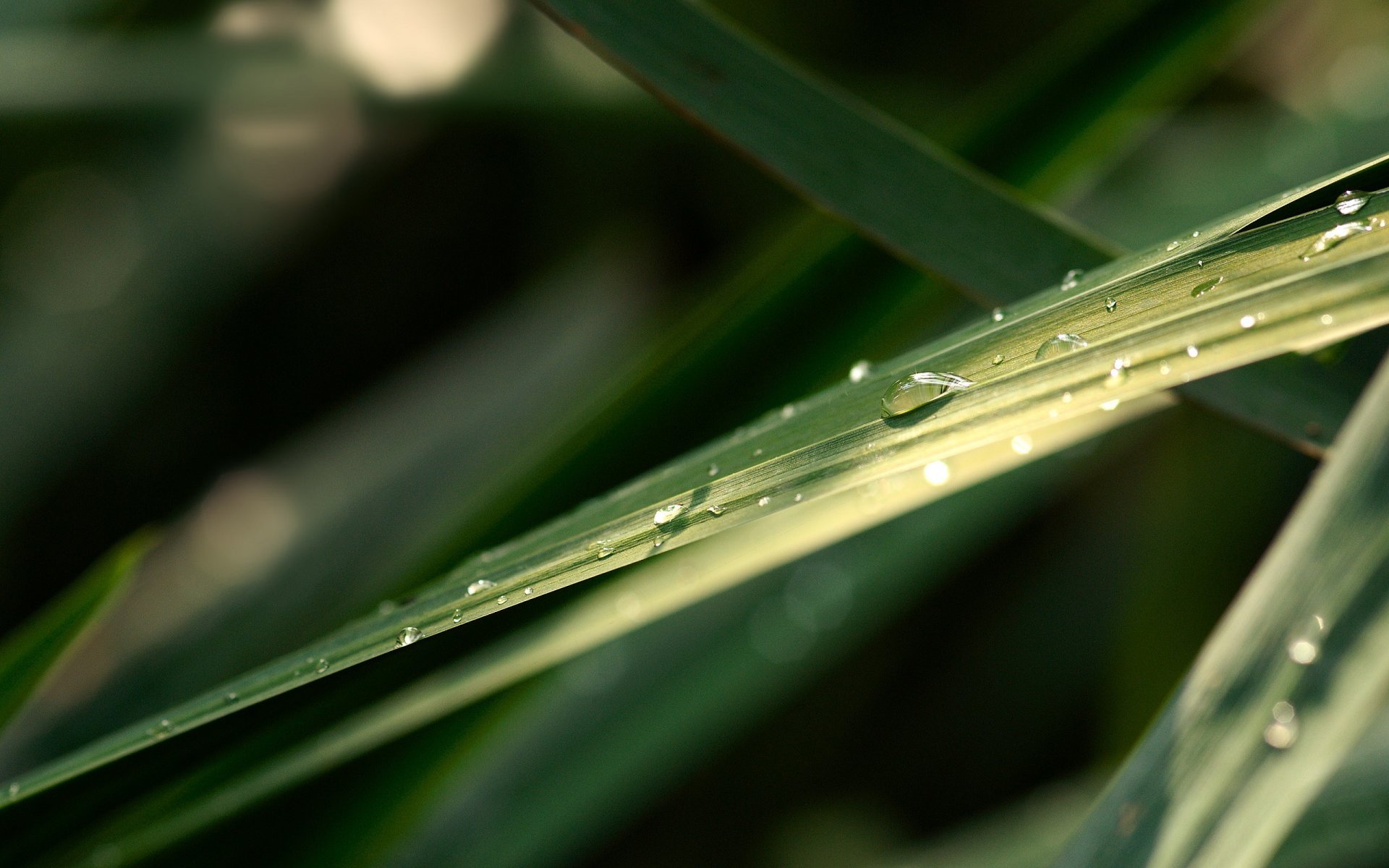 hoja gotas verdes