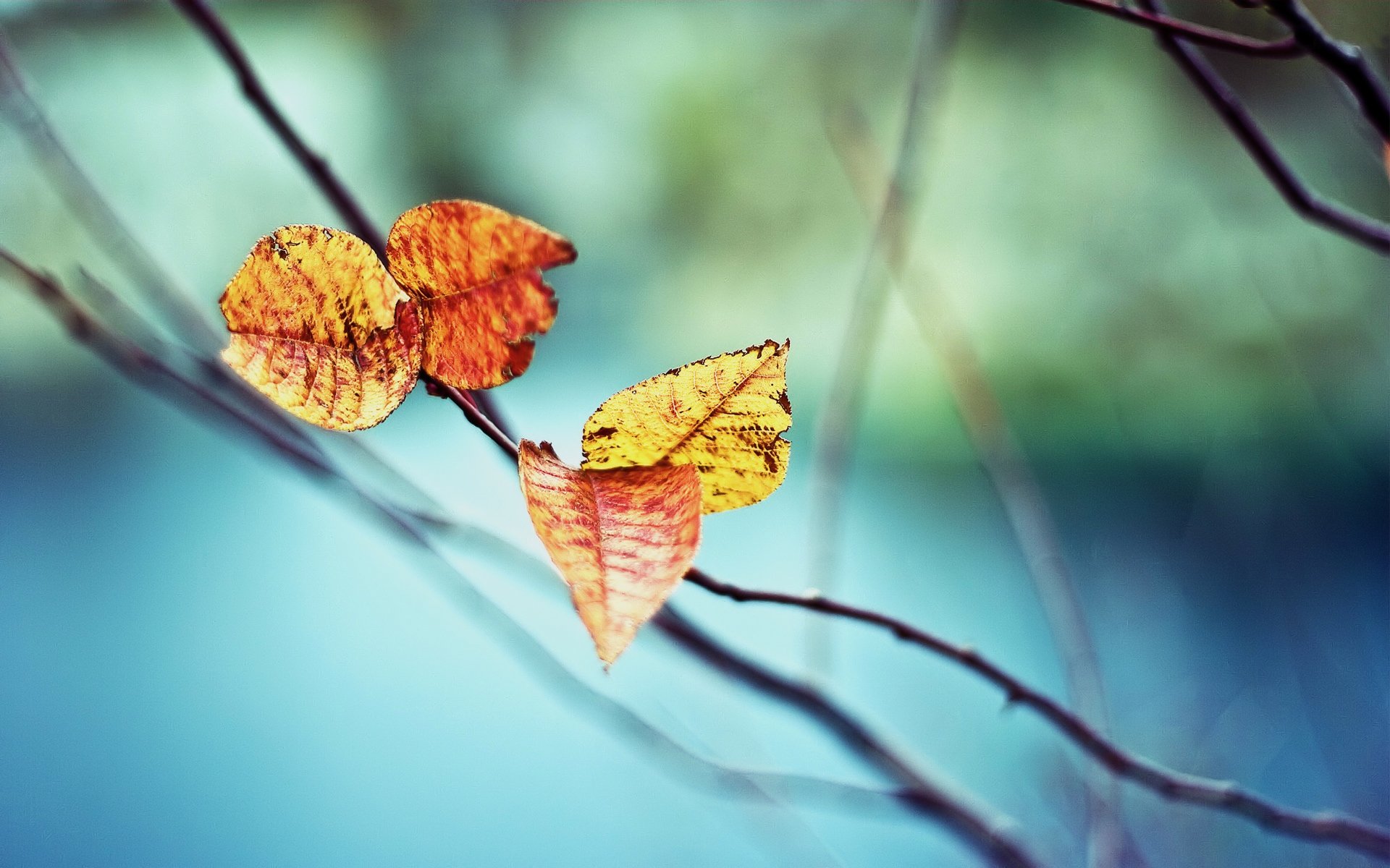 herbst blätter zweige