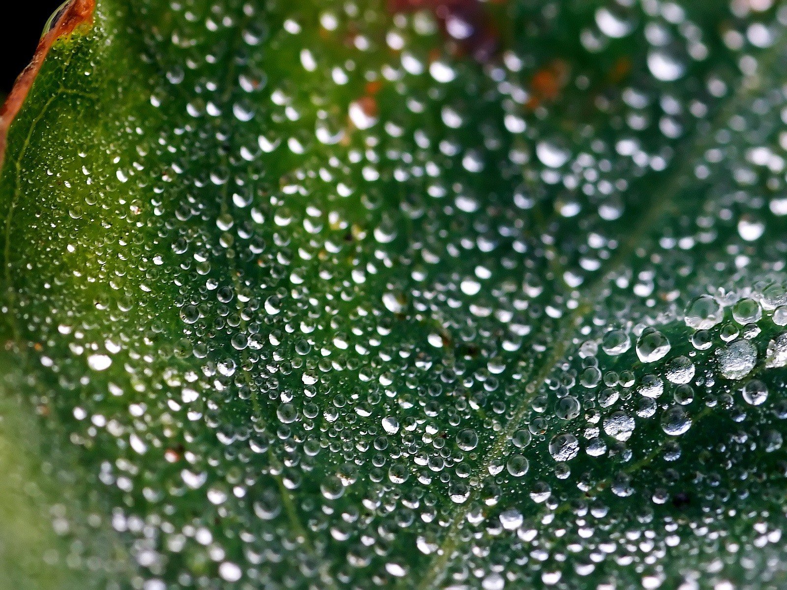 gotas hoja rocío