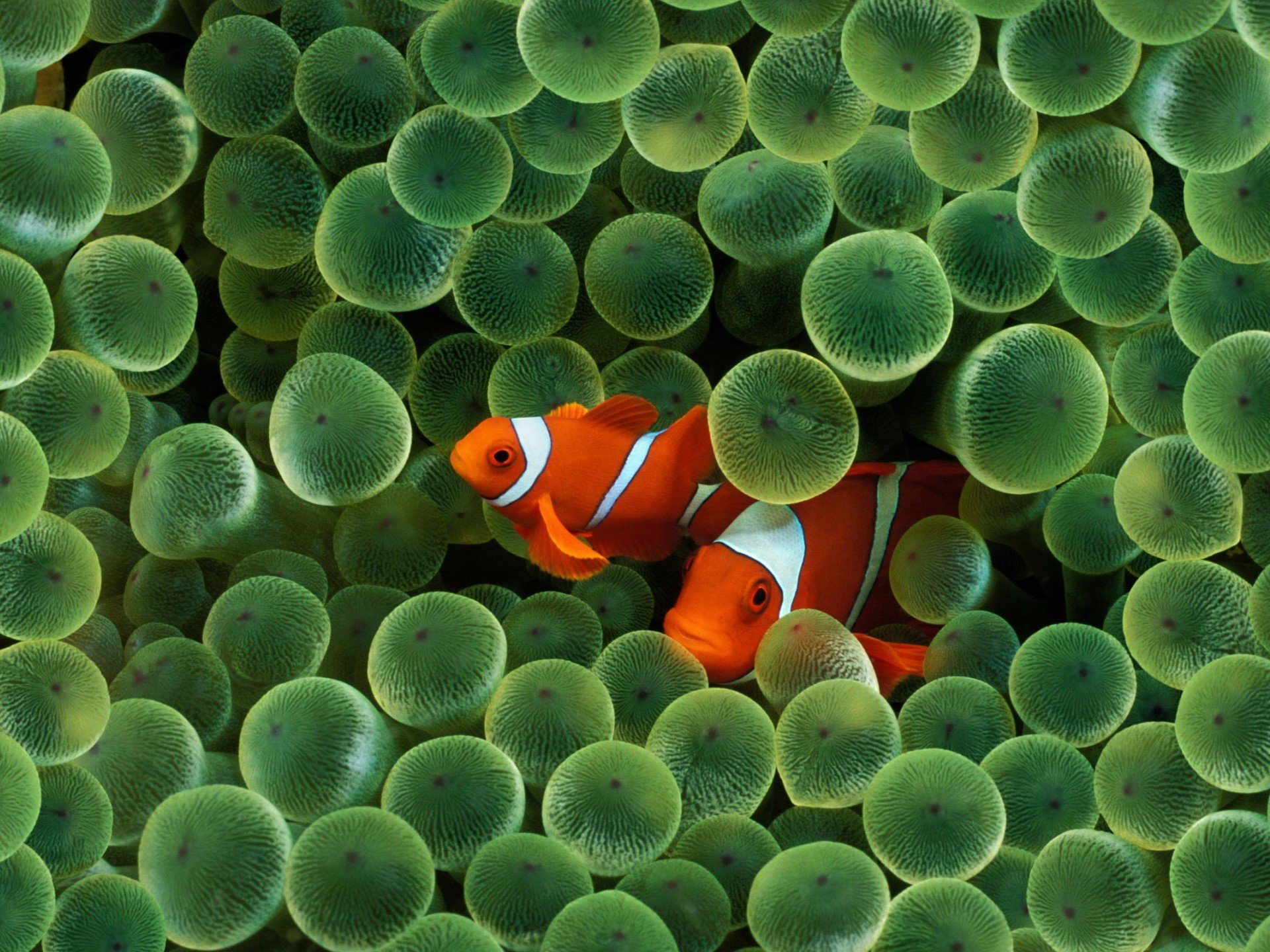 macro wet fish fish algae balls colors stripes green stuff