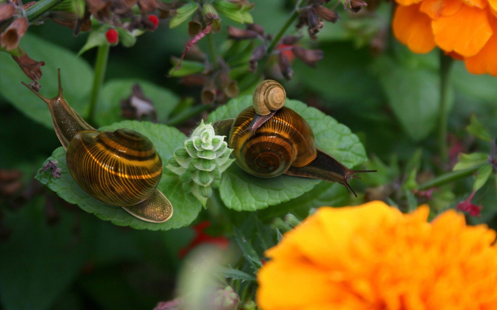 escargots feuille fleurs