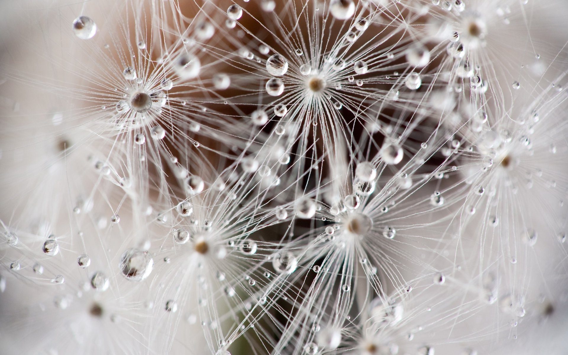 rosa drops dandelion