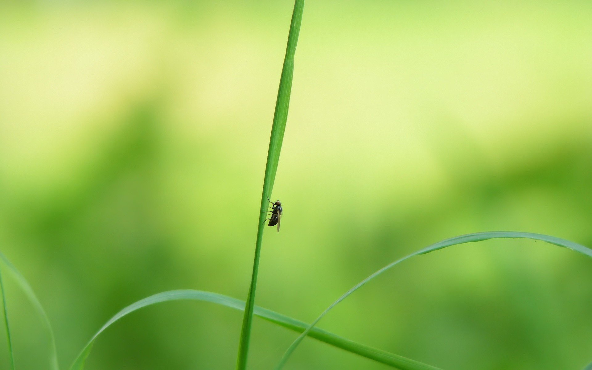 mouche herbe alors quelqu un à côté de la merde xd