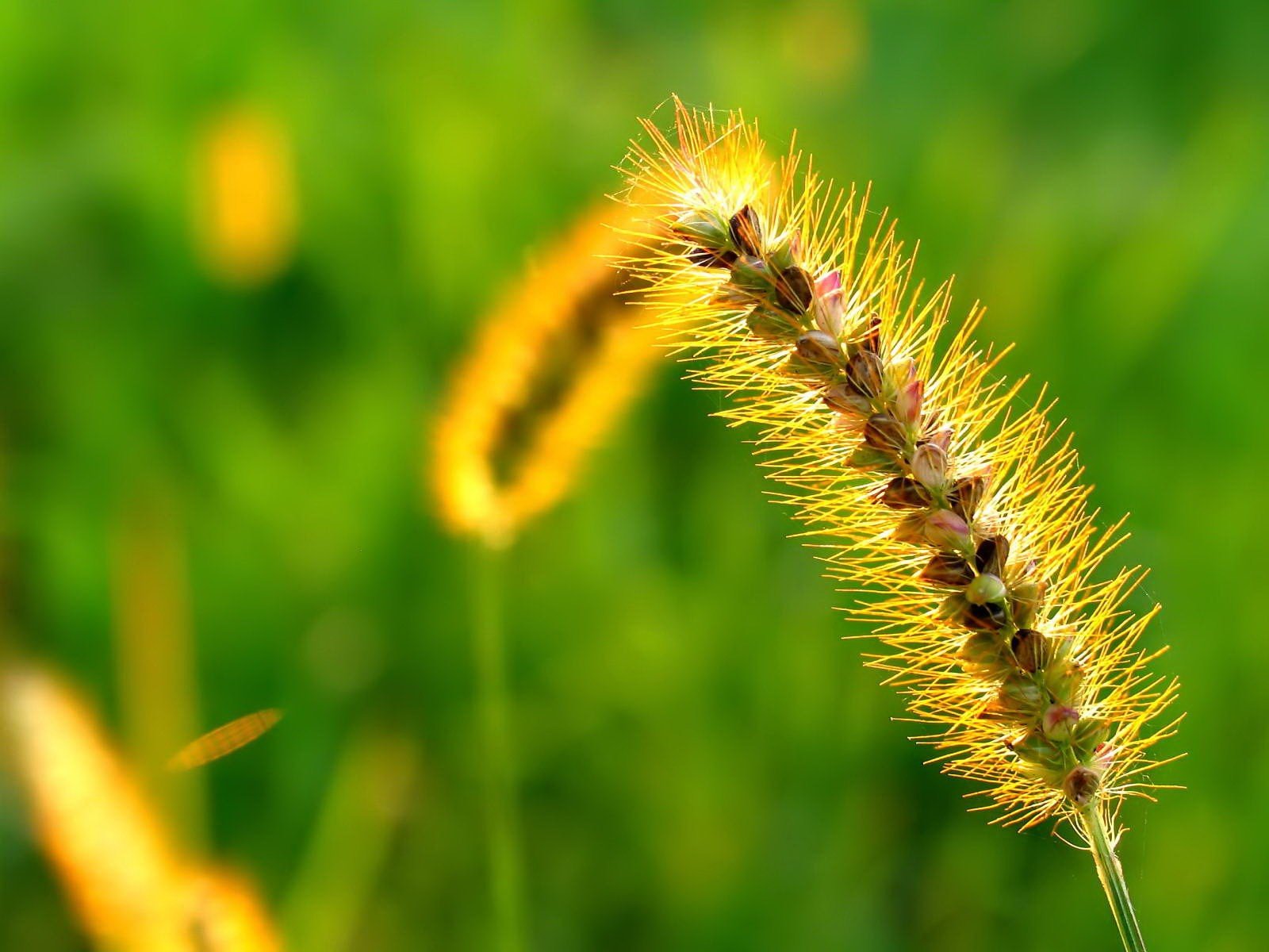 plante verdure herbe