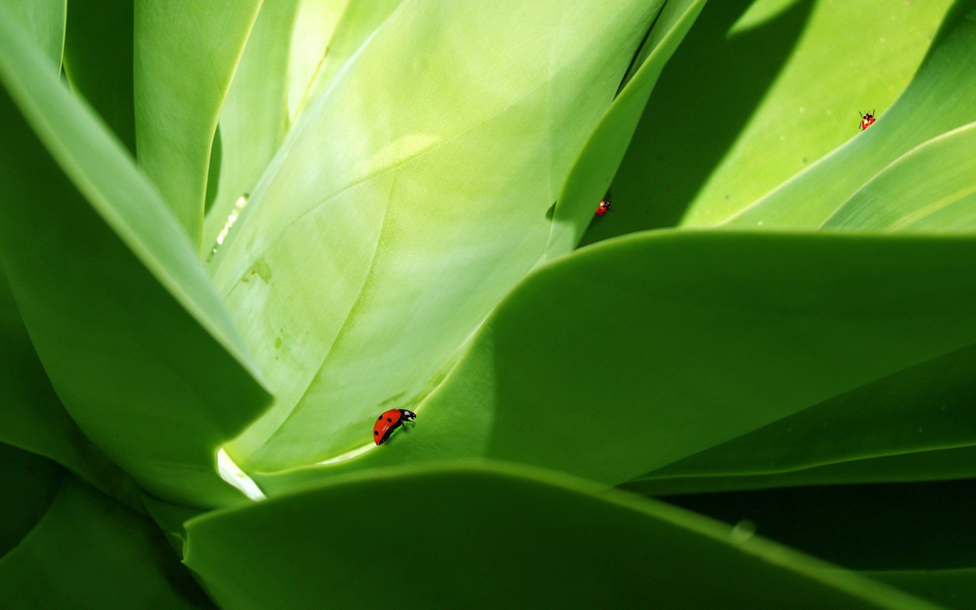 vert feuilles coléoptère