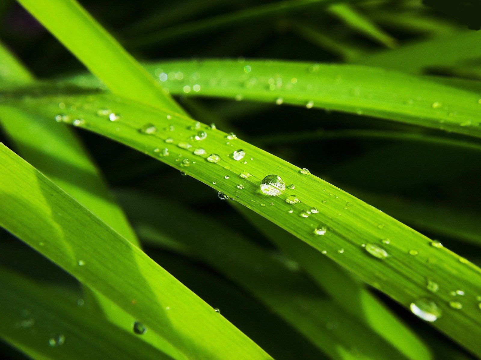 hoja gota verde