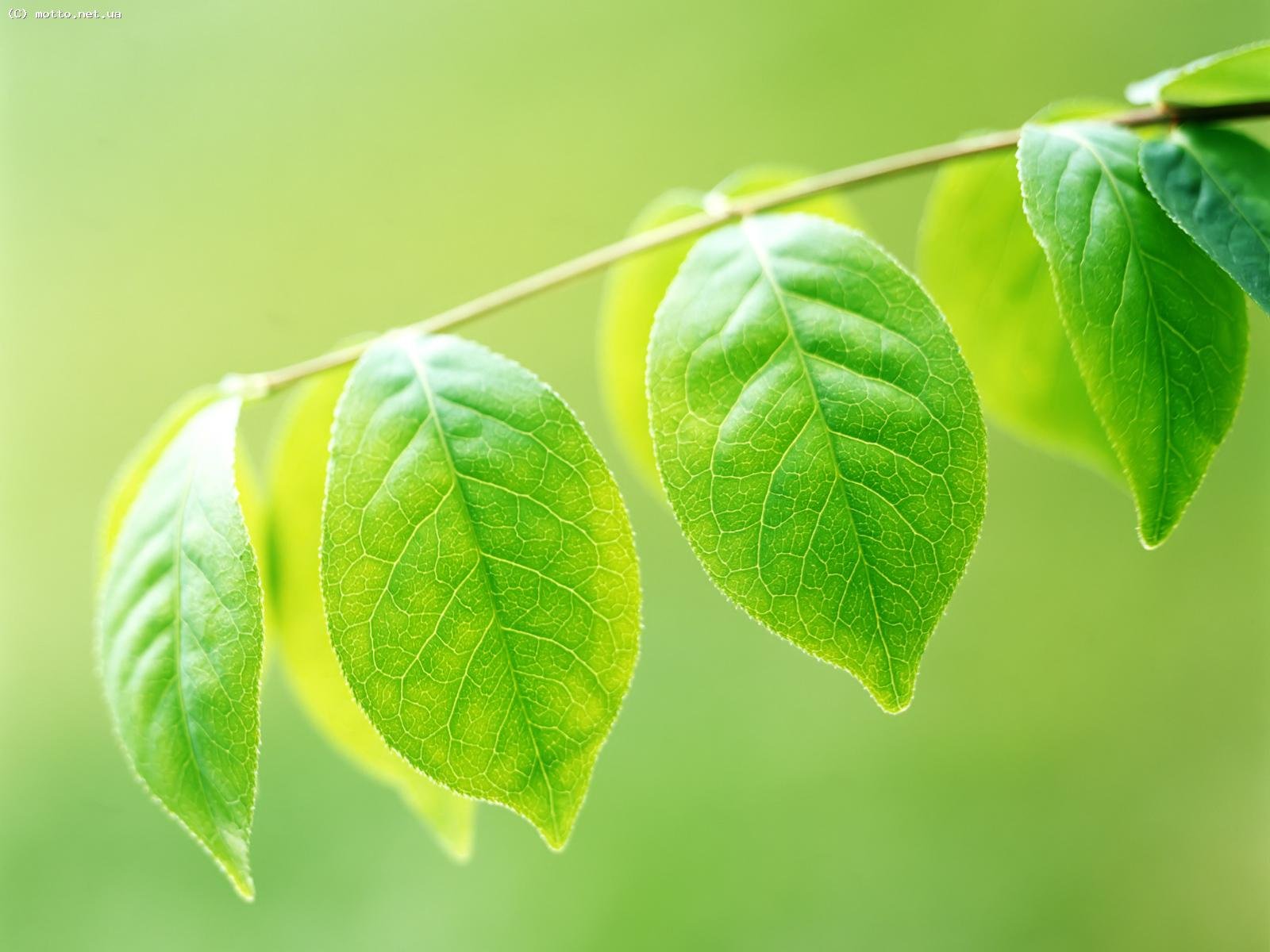 ramo foglie verde