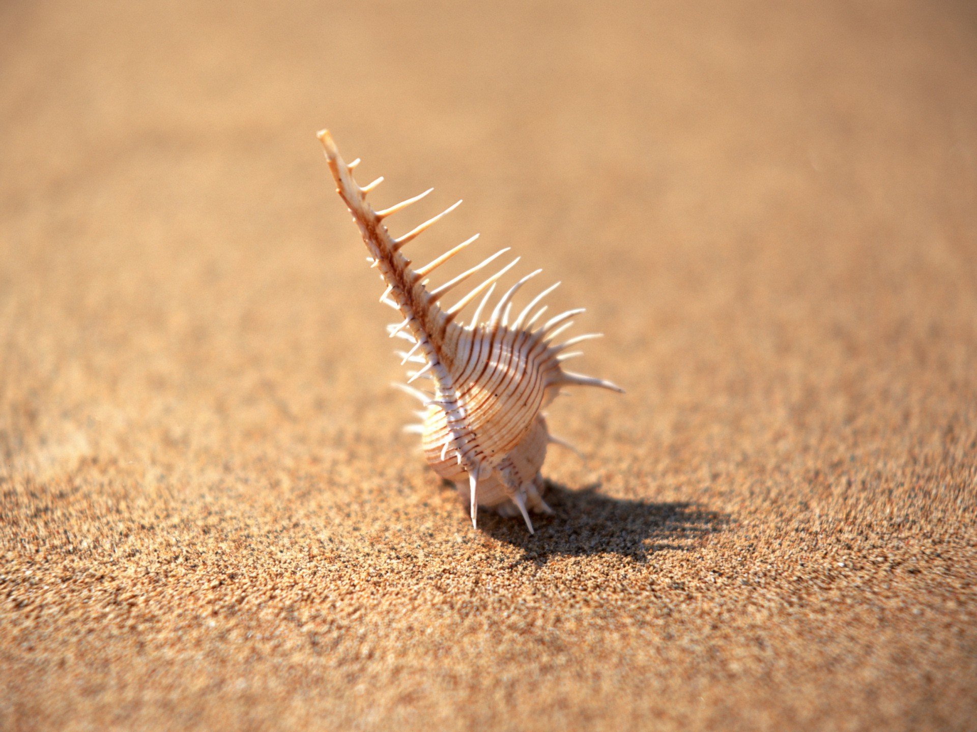 coquillage sable minimalisme mise au point aiguilles