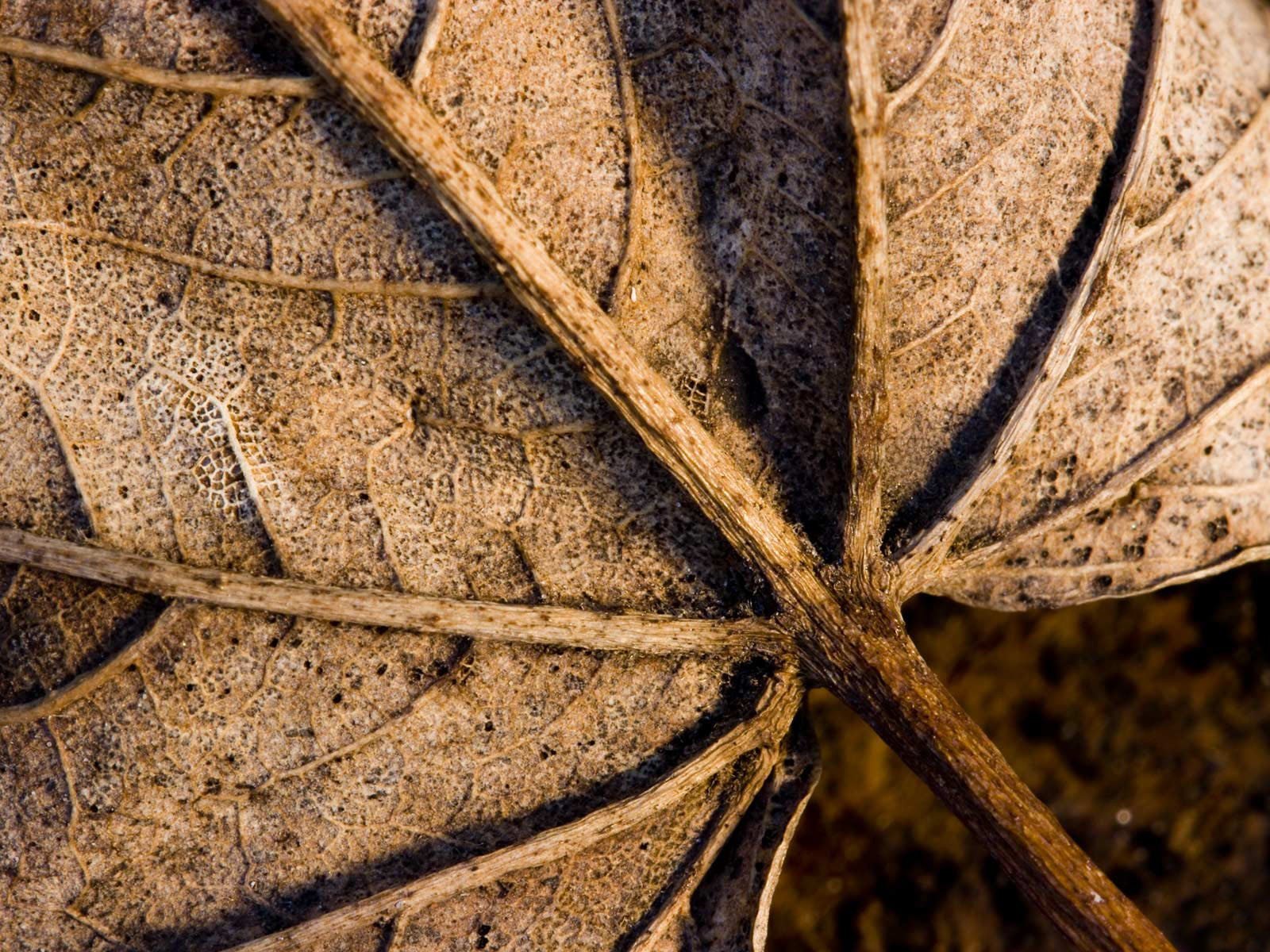 foglie secco macro