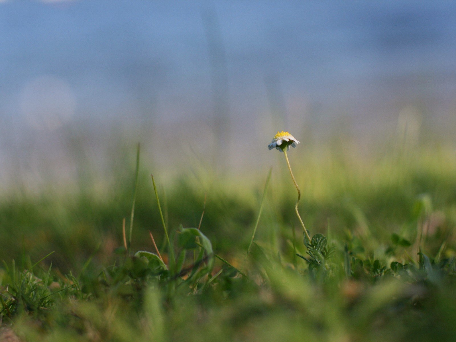 vert camomille herbe