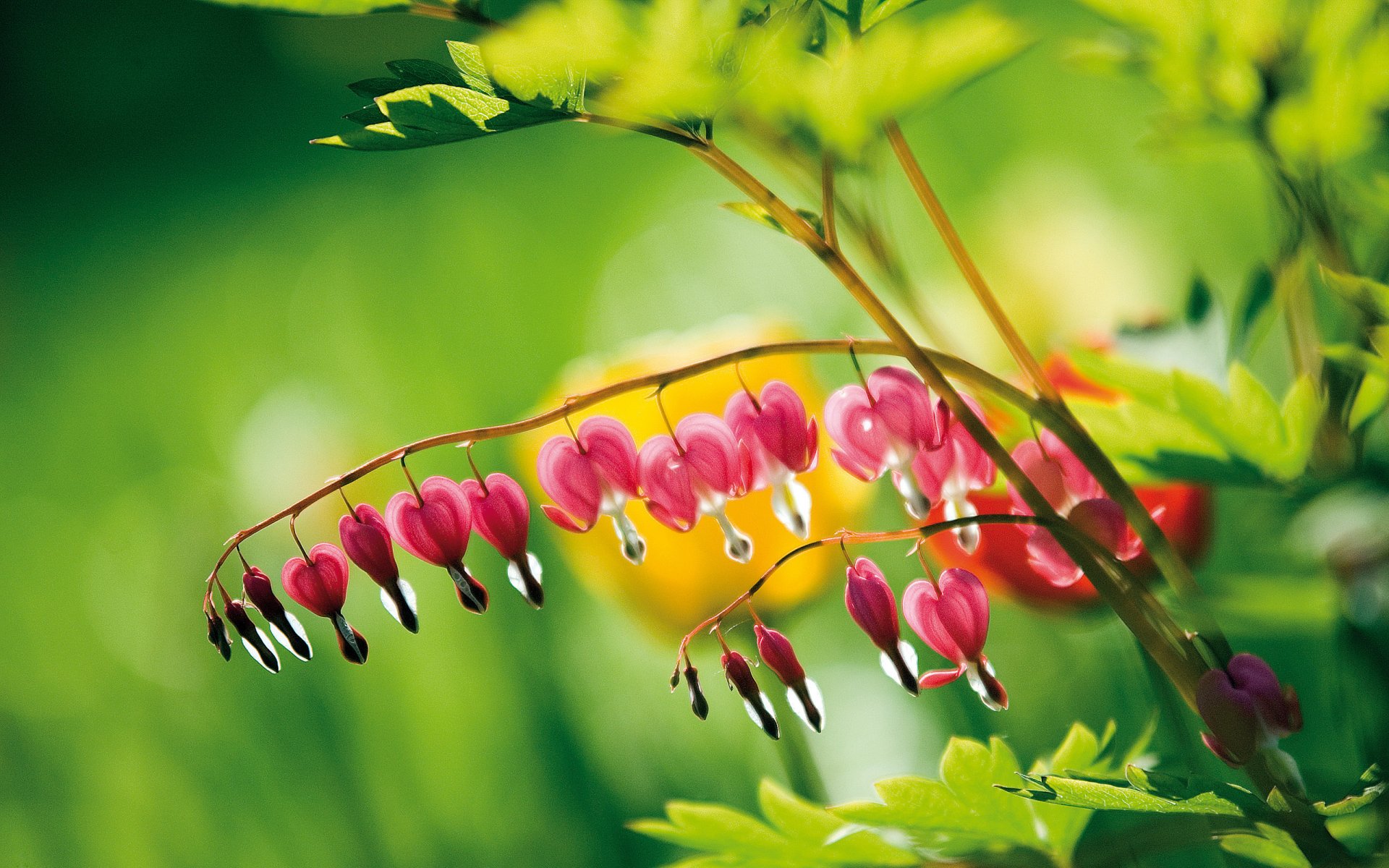 blume tropfen rosa tau