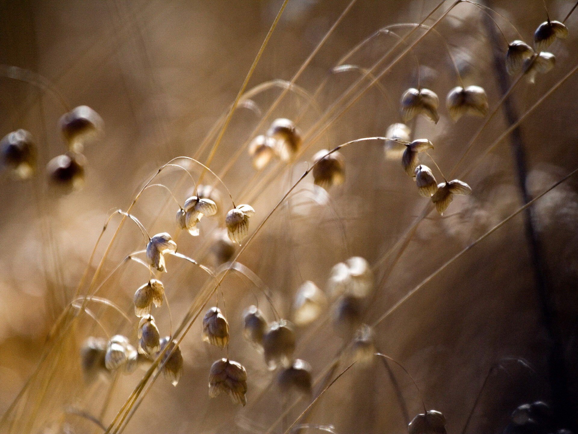 campo flores