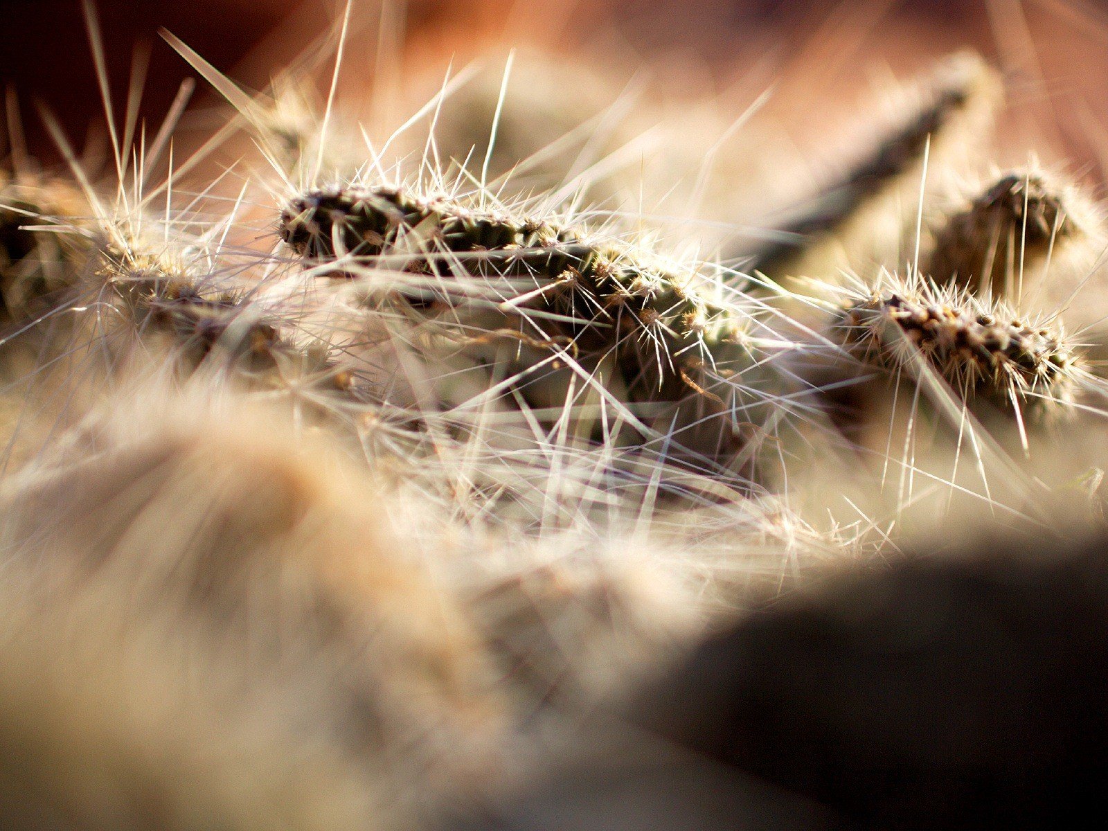 chenille insectes aiguilles gros plan