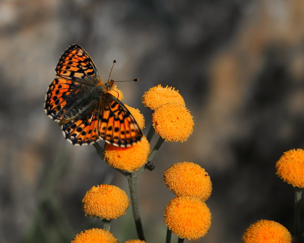 schmetterling blumen