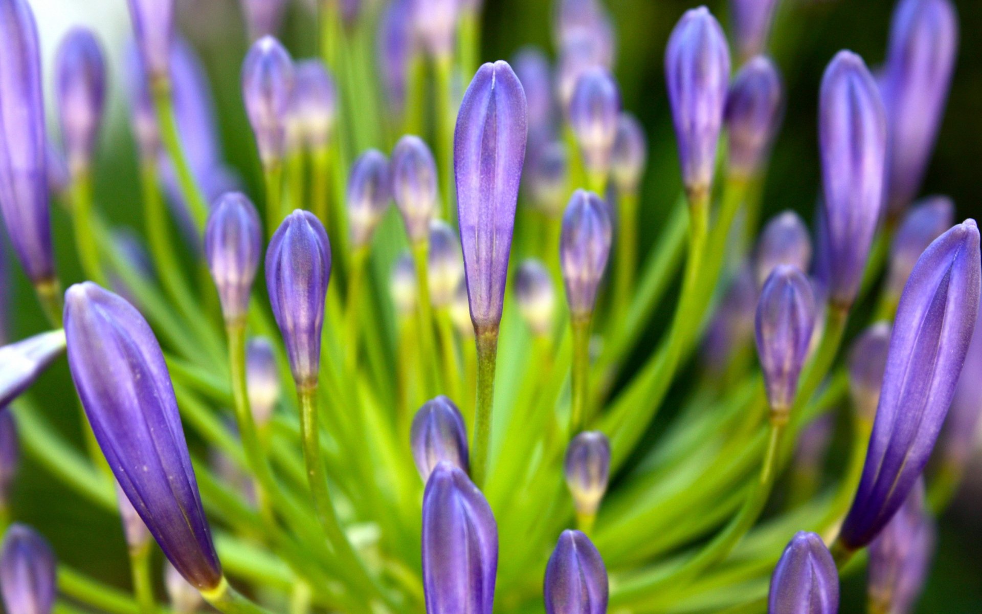 petali lilla fiore