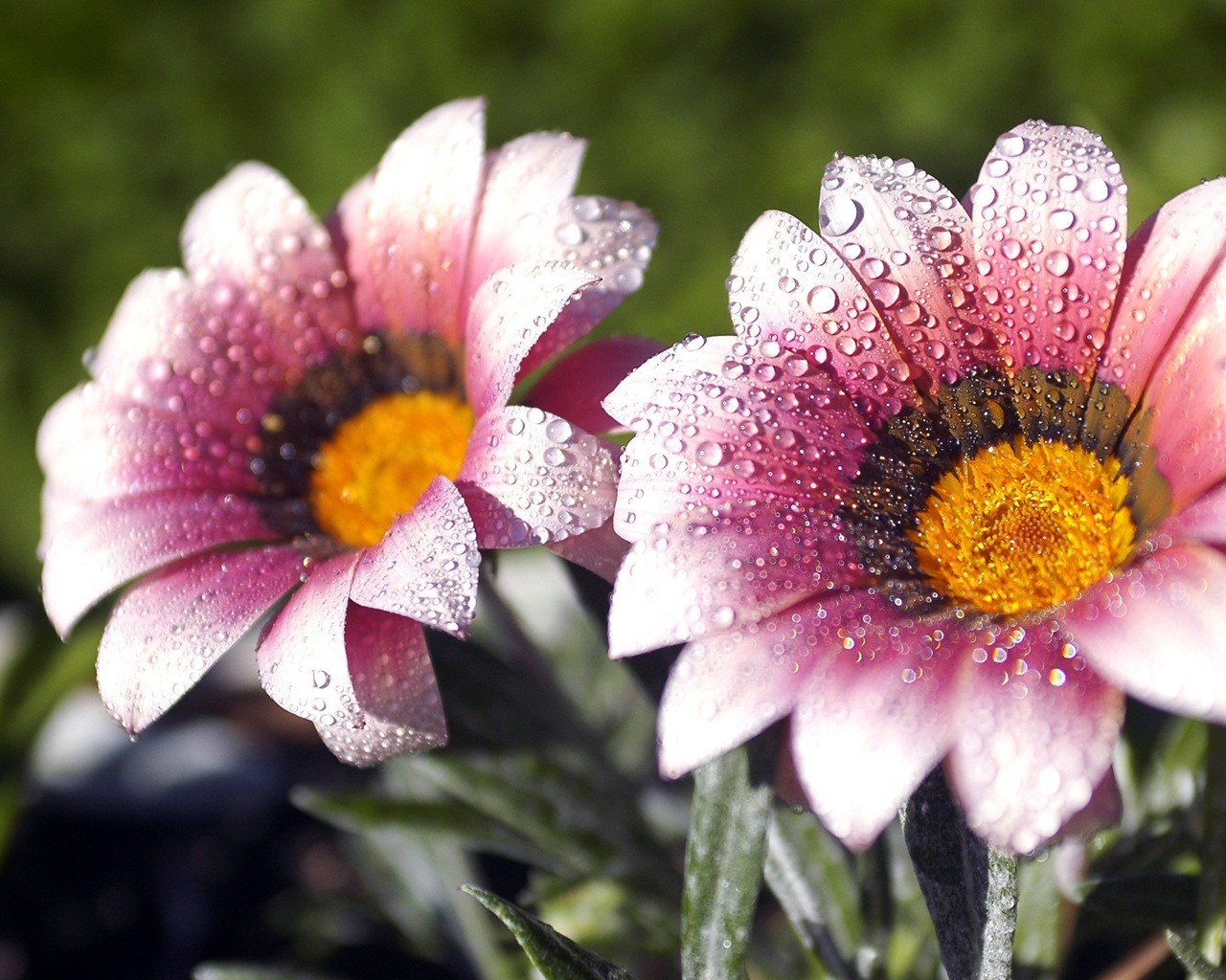 fleurs rosée gouttes gouttelettes prroda