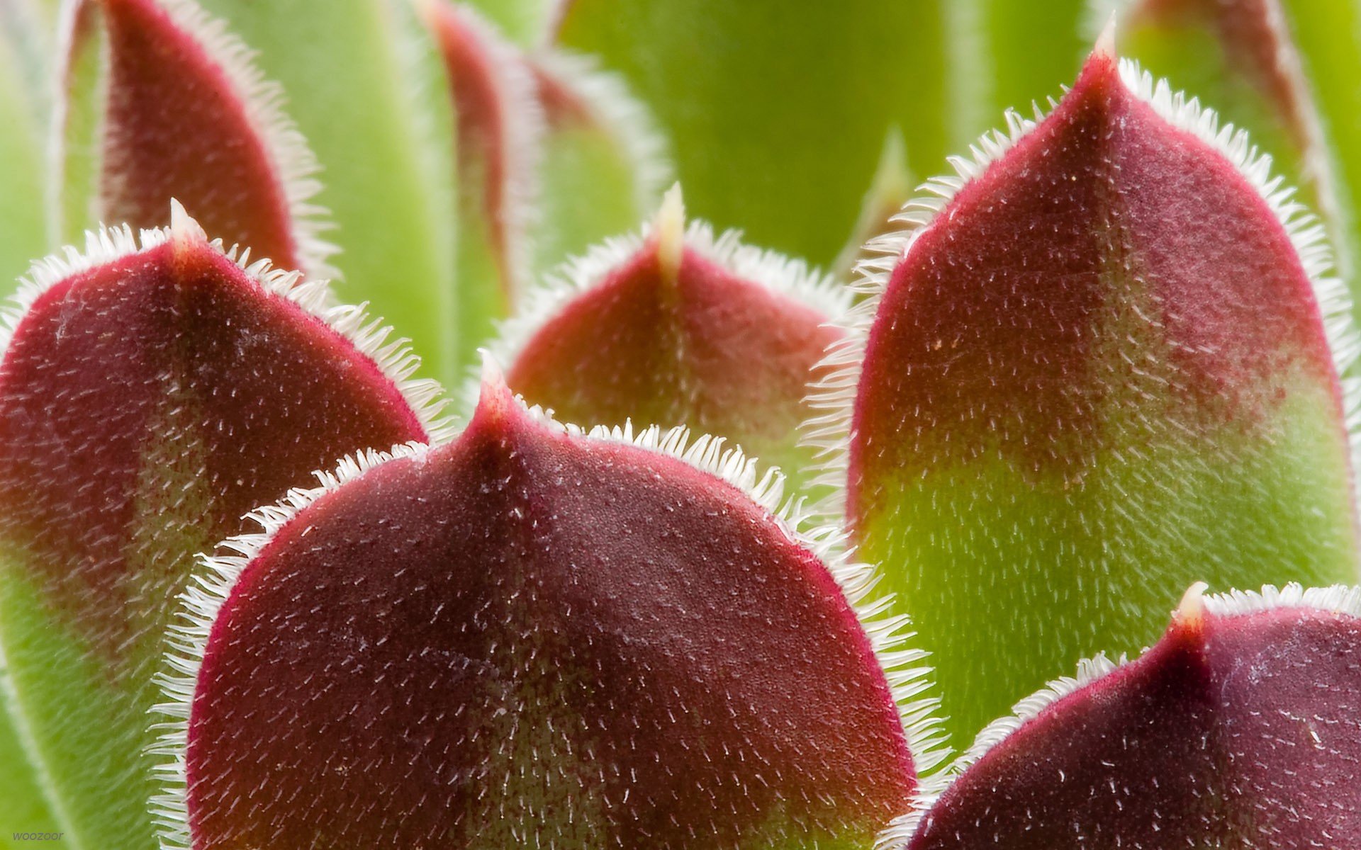 makro natur blatt grün