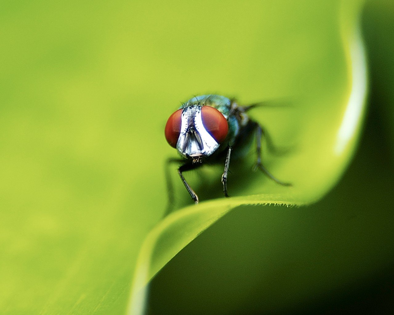 mouche feuille vert